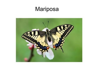 Mariposa