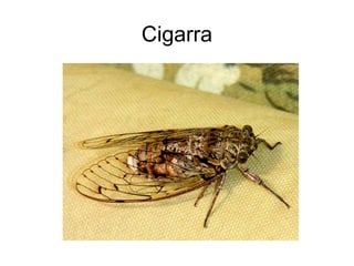 Cigarra