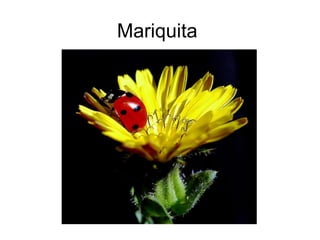 Mariquita