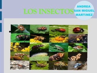 ANDREA
SAN MIGUEL
MARTíNEZ
LOS INSECTOS
●Los insectos se alimentan de
savia de árbol,corteza de
árbol ,hojas verdes y de otras
clases de insectos tanto
grandes como pequeños.
 