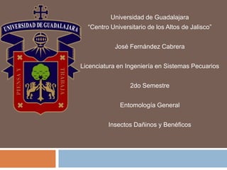 Universidad de Guadalajara
“Centro Universitario de los Altos de Jalisco”
José Fernández Cabrera
Licenciatura en Ingeniería en Sistemas Pecuarios
2do Semestre
Entomología General
Insectos Dañinos y Benéficos
 