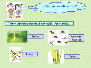 ¿De qué se alimentan?
Tienen diferente tipo de alimentación. Por ejemplo…
Hojas
Ramas
De otros
insectos
Tallos
 