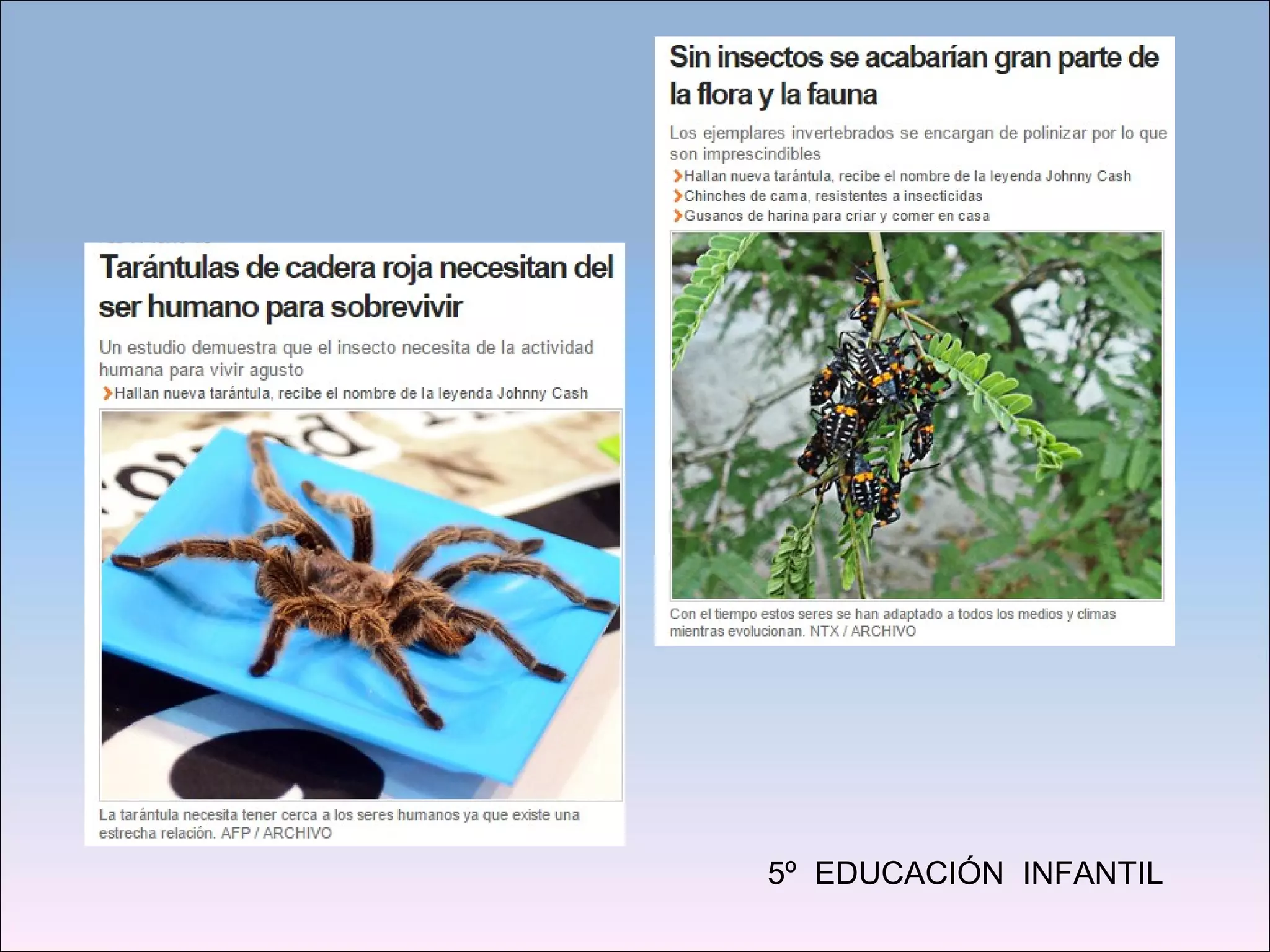 5º EDUCACIÓN INFANTIL
 