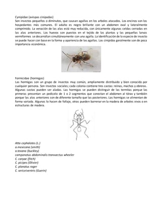 Insectos | DOCX