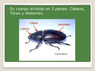 Insectos | PPTX