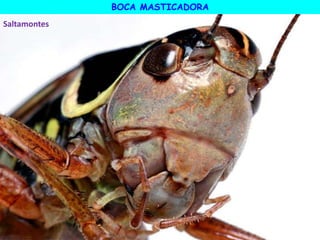 BOCA MASTICADORA
Saltamontes
 