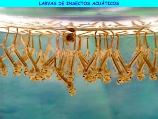 LARVAS DE INSECTOS ACUÁTICOS
 