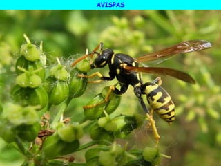AVISPAS
 