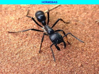 HORMIGAS
 