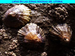 LAPAS EN LAS ZONAS ROCOSAS DEL LITORAL
 