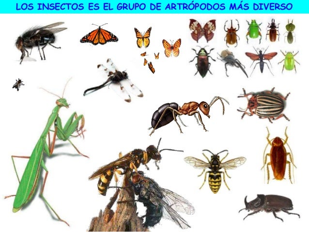insectos 1 eso