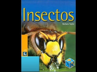 Insectos