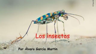 Los insectos
Por Álvaro García Martin
 