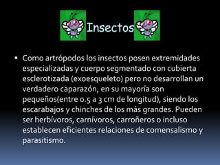 Insectos
 Como artrópodos los insectos posen extremidades
especializadas y cuerpo segmentado con cubierta
esclerotizada (exoesqueleto) pero no desarrollan un
verdadero caparazón, en su mayoría son
pequeños(entre 0.5 a 3 cm de longitud), siendo los
escarabajos y chinches de los más grandes. Pueden
ser herbívoros, carnívoros, carroñeros o incluso
establecen eficientes relaciones de comensalismo y
parasitismo.
 