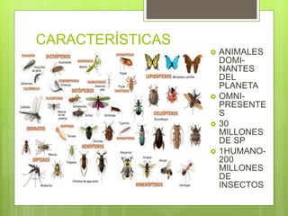 4 Insectos INSECTOS.pptx