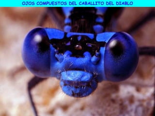 OJOS COMPUESTOS DEL CABALLITO DEL DIABLO
 