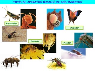 TIPOS DE APARATOS BUCALES DE LOS INSECTOS
Masticador
Chupador
Lamedor
Picador
 
