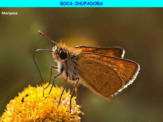 Mariposa
BOCA CHUPADORA
 