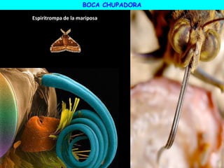 BOCA CHUPADORA
Espiritrompa de la mariposa
 