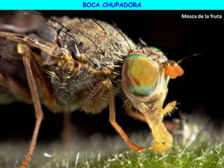 Mosca de la fruta
BOCA CHUPADORA
 