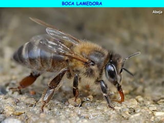 BOCA LAMEDORA
Abeja
 