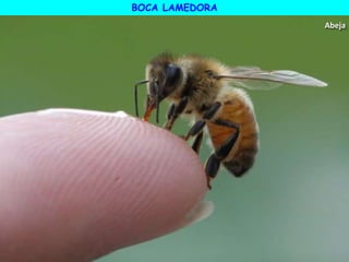 BOCA LAMEDORA
Abeja
 