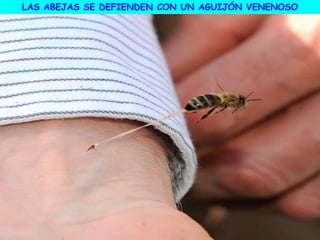 LAS ABEJAS SE DEFIENDEN CON UN AGUIJÓN VENENOSO
 