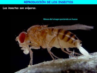 Mosca del vinagre poniendo un huevo
REPRODUCCIÓN DE LOS INSECTOS
Los insectos son ovíparos.
 