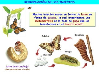 Muchos insectos nacen en forma de larva en
forma de gusano, la cual experimenta una
metamorfosis en la fase de pupa que los
transforman en el insecto adulto.
REPRODUCCIÓN DE LOS INSECTOS
Larva de escarabajo
(vive enterrada en el suelo)
 