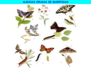 ALGUNAS ORUGAS DE MARIPOSAS
 