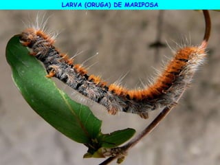 LARVA (ORUGA) DE MARIPOSA
 