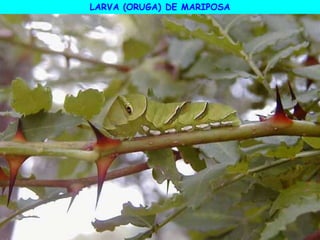 LARVA (ORUGA) DE MARIPOSA
 