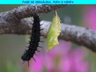 FASE DE CRISÁLIDA, PUPA O NINFA
 