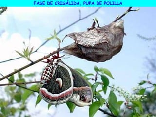 FASE DE CRISÁLIDA, PUPA DE POLILLA
 
