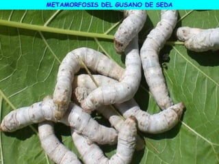 METAMORFOSIS DEL GUSANO DE SEDA
 