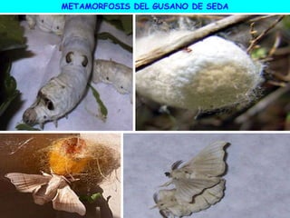 METAMORFOSIS DEL GUSANO DE SEDA
 