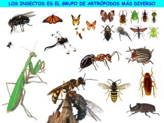 LOS INSECTOS ES EL GRUPO DE ARTRÓPODOS MÁS DIVERSO
 