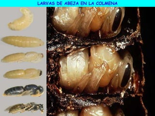 LARVAS DE ABEJA EN LA COLMENA
 