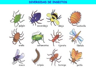 DIVERSIDAD DE INSECTOS
 