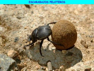 ESCARABAJOS PELOTEROS
 