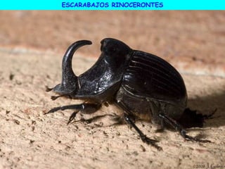 ESCARABAJOS RINOCERONTES
 
