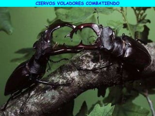 CIERVOS VOLADORES COMBATIENDO
 
