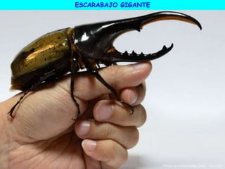 ESCARABAJO GIGANTE
 