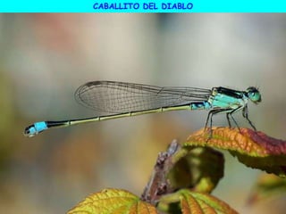 CABALLITO DEL DIABLO
 