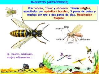 INSECTOS (ARTRÓPODOS)
Con cabeza, tórax y abdomen. Tienen antenas,
mandíbulas con apéndices bucales, 3 pares de patas y
muchos con uno o dos pares de alas. Respiración
traqueal.
Ej.: moscas, mariposas,
abajas, saltamontes,…
 