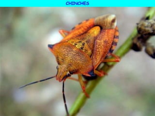 CHINCHES
 