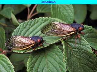 CIGARRAS
 
