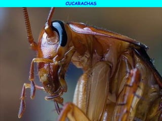 CUCARACHAS
 