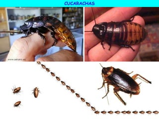CUCARACHAS
 