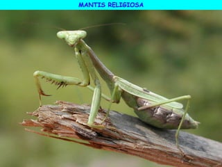 MANTIS RELIGIOSA
 